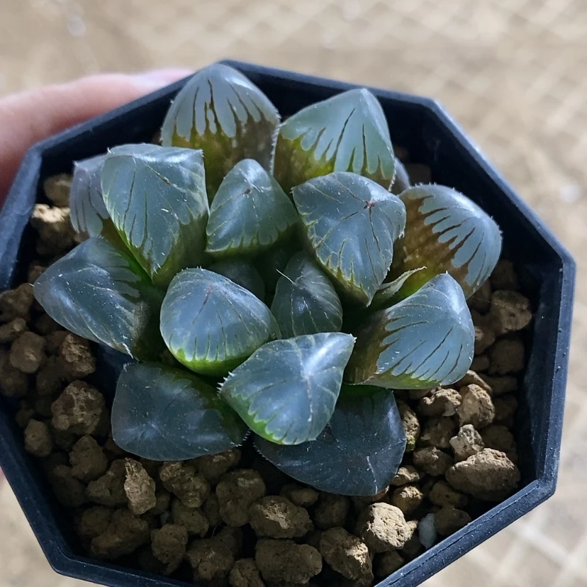 【闪购商品】鸭****茶3实生