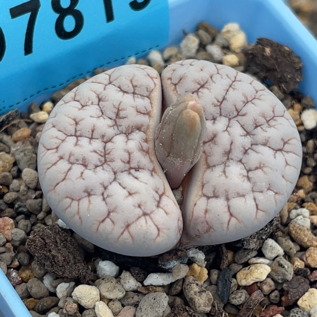 7819凹凸铁189一颗
