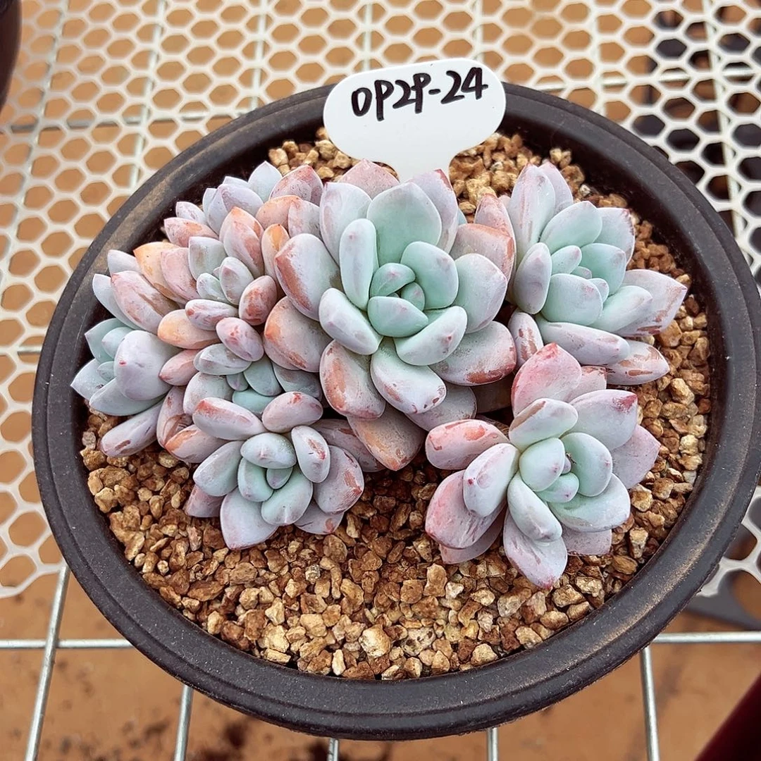 0929-24香橙群。。。。。