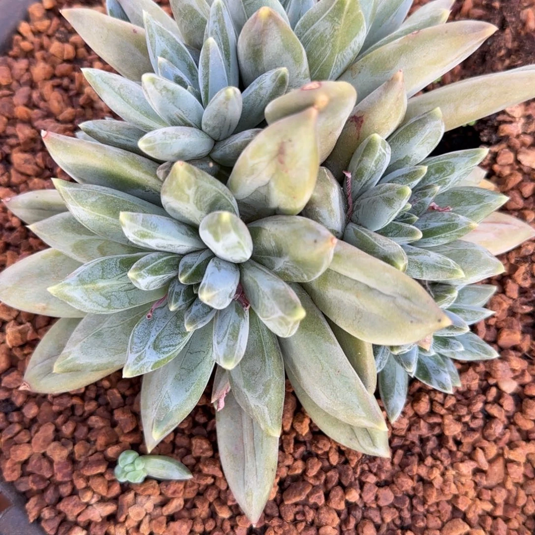 重楼群多肉植物的