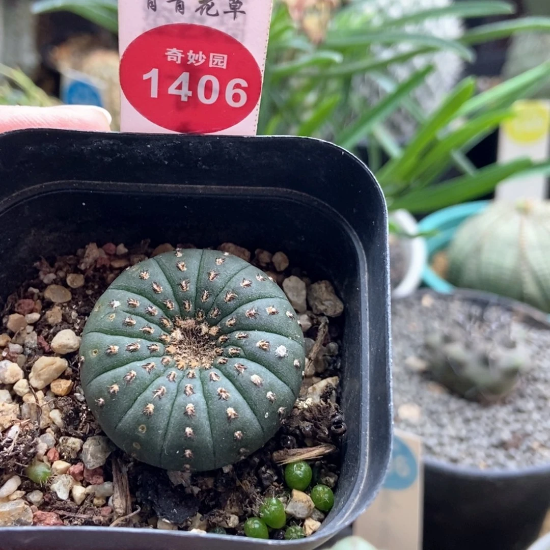 实生大型士童一棵仙人球