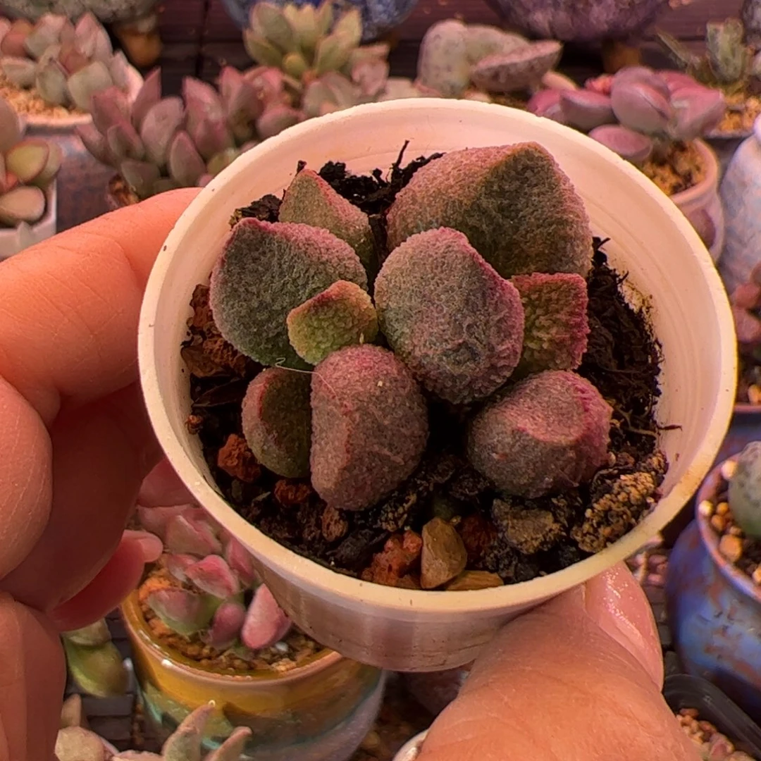 用***5水蜜桃。