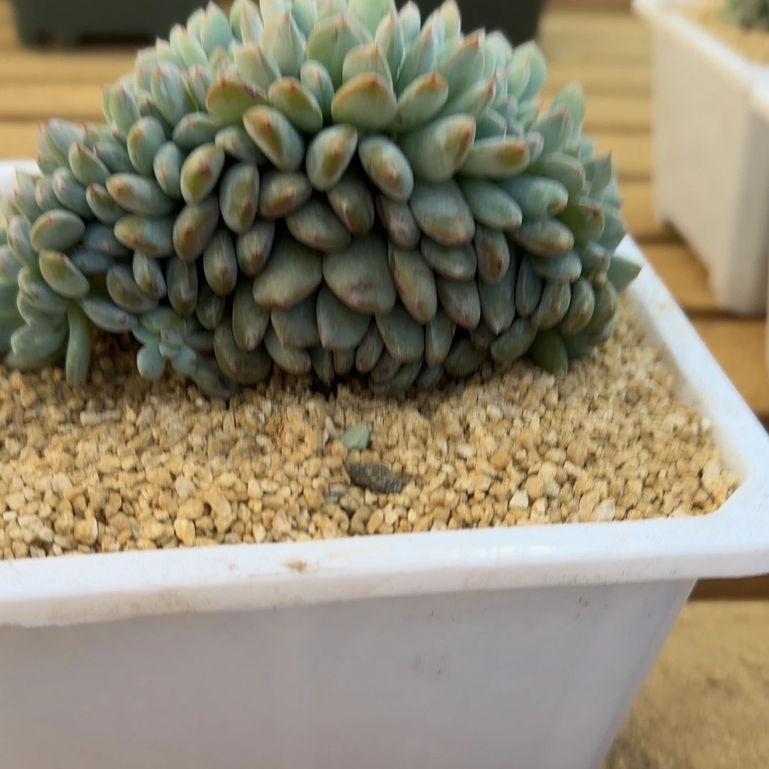 熊***茶熊二的多肉专拍链接