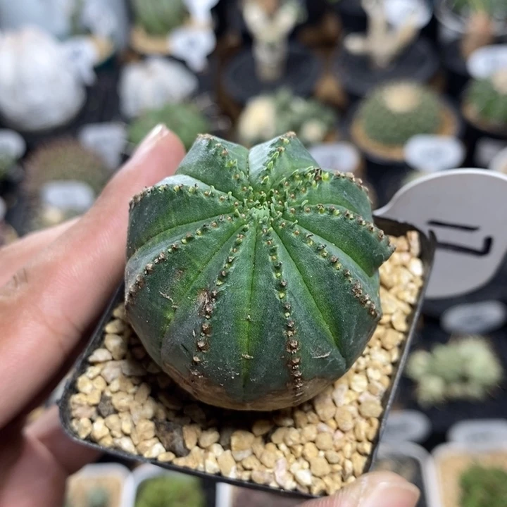 泰系布纹球17号4.5cm