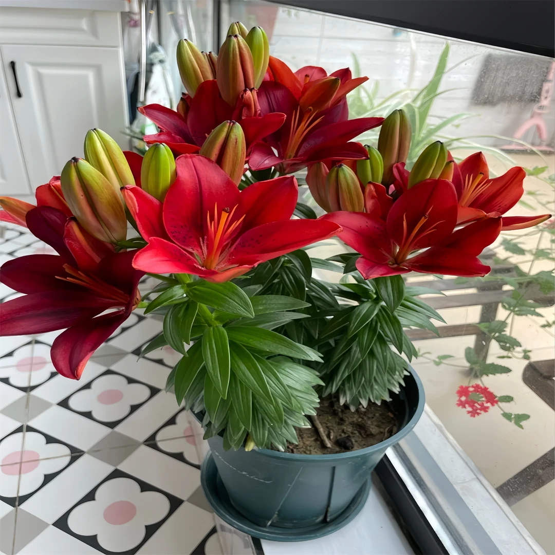 花卉带芽多头阳台四季【香水百合】耐寒进口种球庭院盆栽室内外绿植