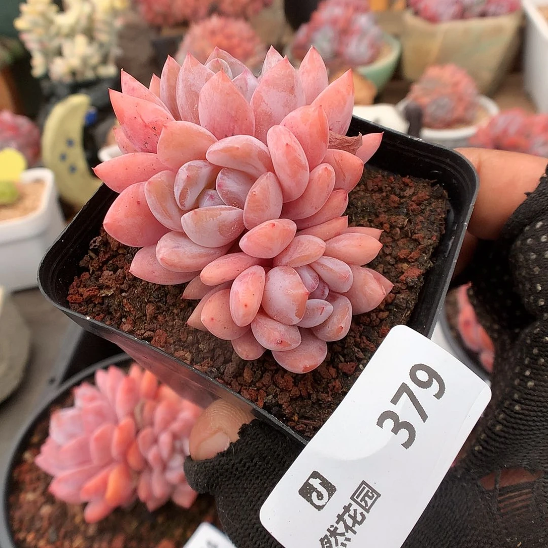 379日本雪天使多肉植物