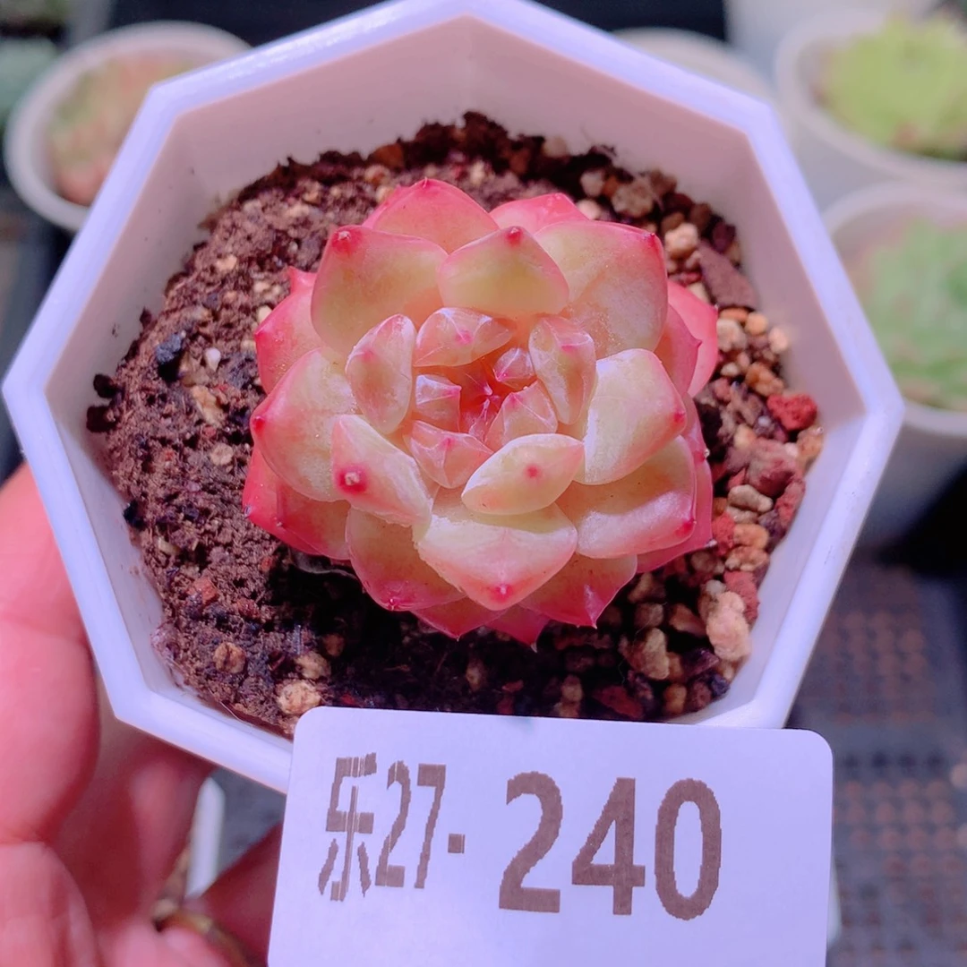 乐然27-240 精选糖心