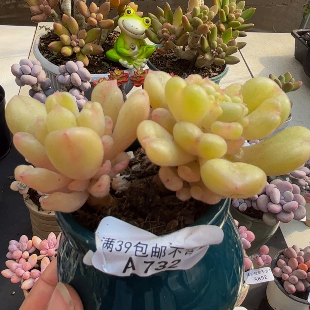 732/8cm比尔盖茨多肉植物