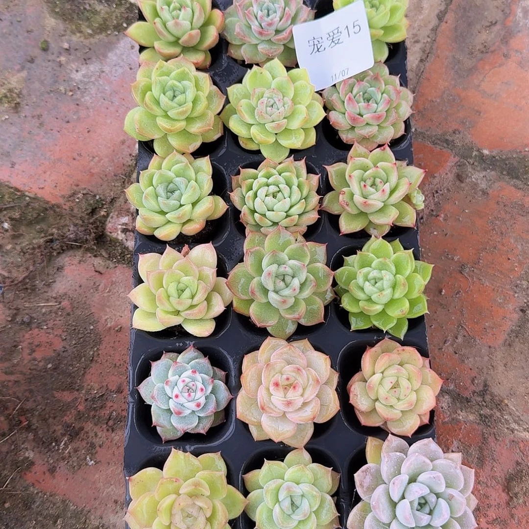 直播福利一物一拍15