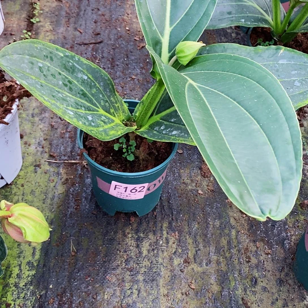 无花朵多**忆木本花卉162