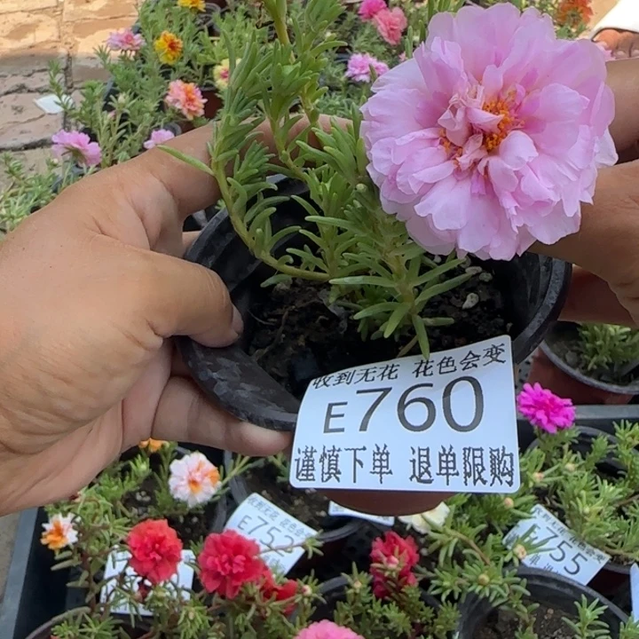 无花朵E760 超小苗盆口10cm