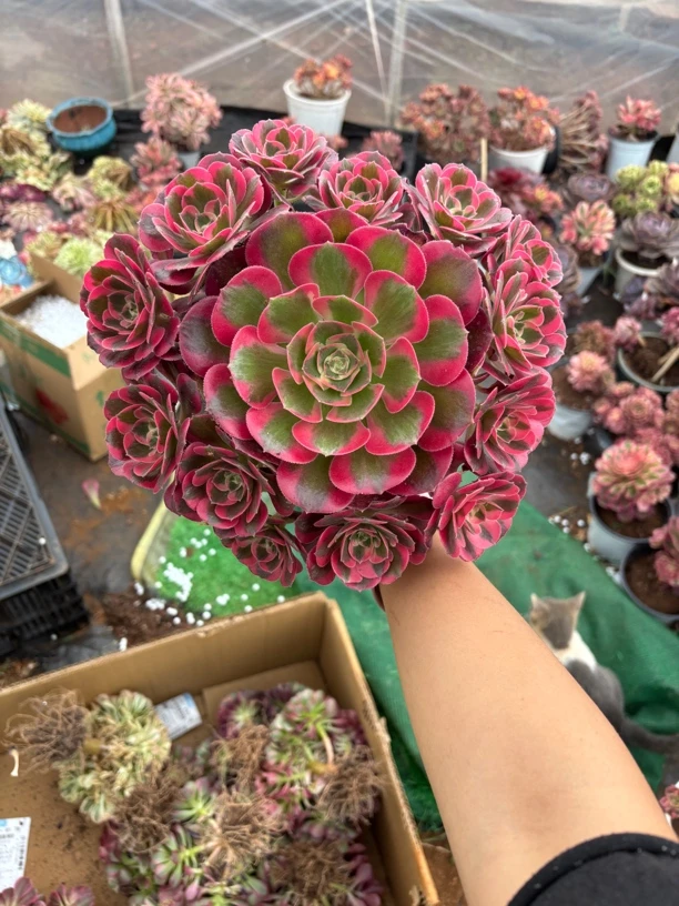 云南精品法师物一拍具体直播间为准品种很多