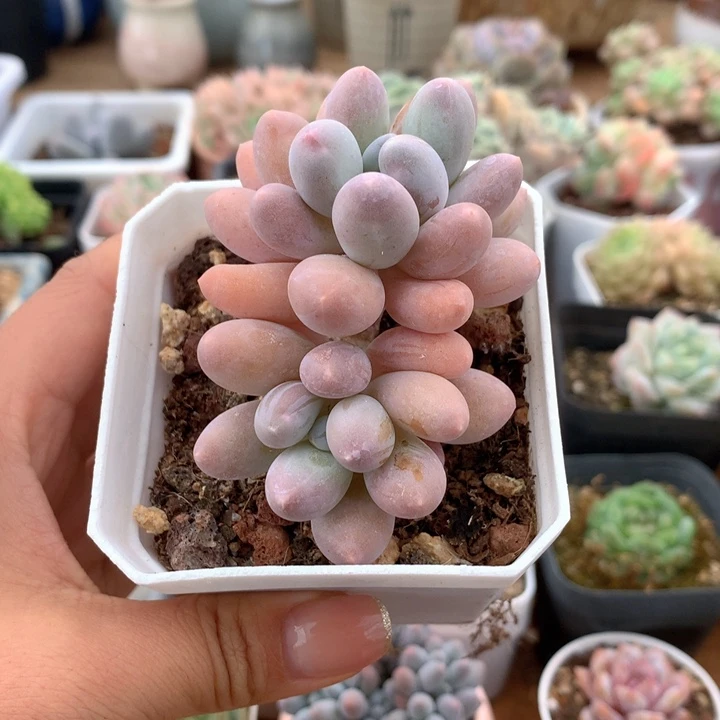 精控汤圆多肉一物一拍