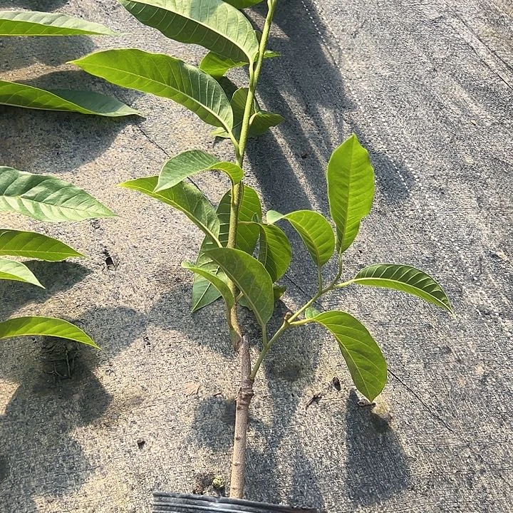 永***园天使2468953578744686