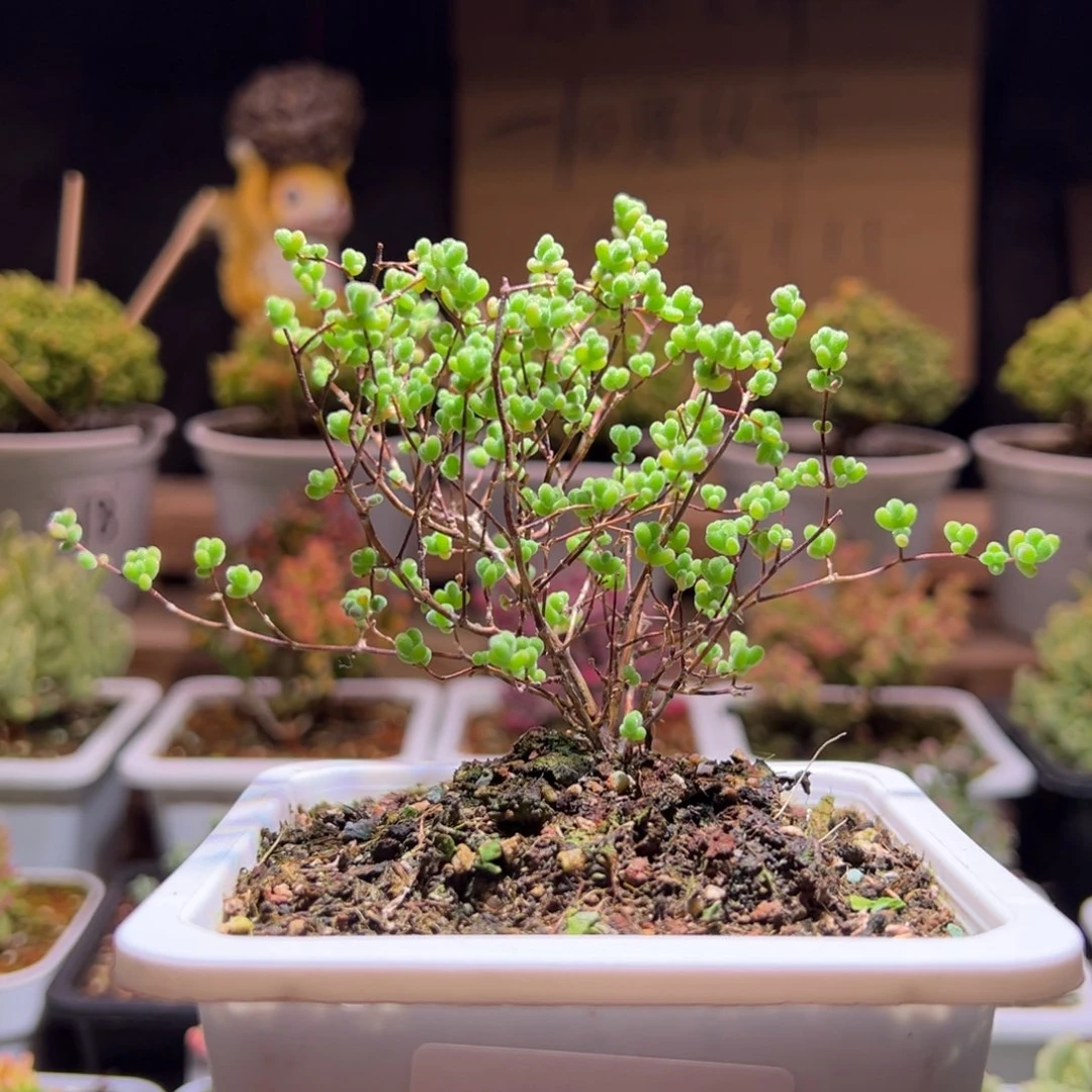 138薄荷莱斯一物一拍包开箱