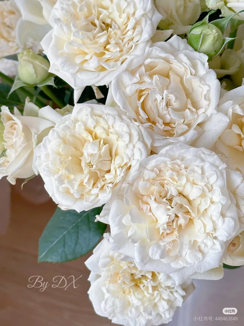 稀有新娘蕾丝10支两单包邮一单或低温不拍保温冻坏不售后