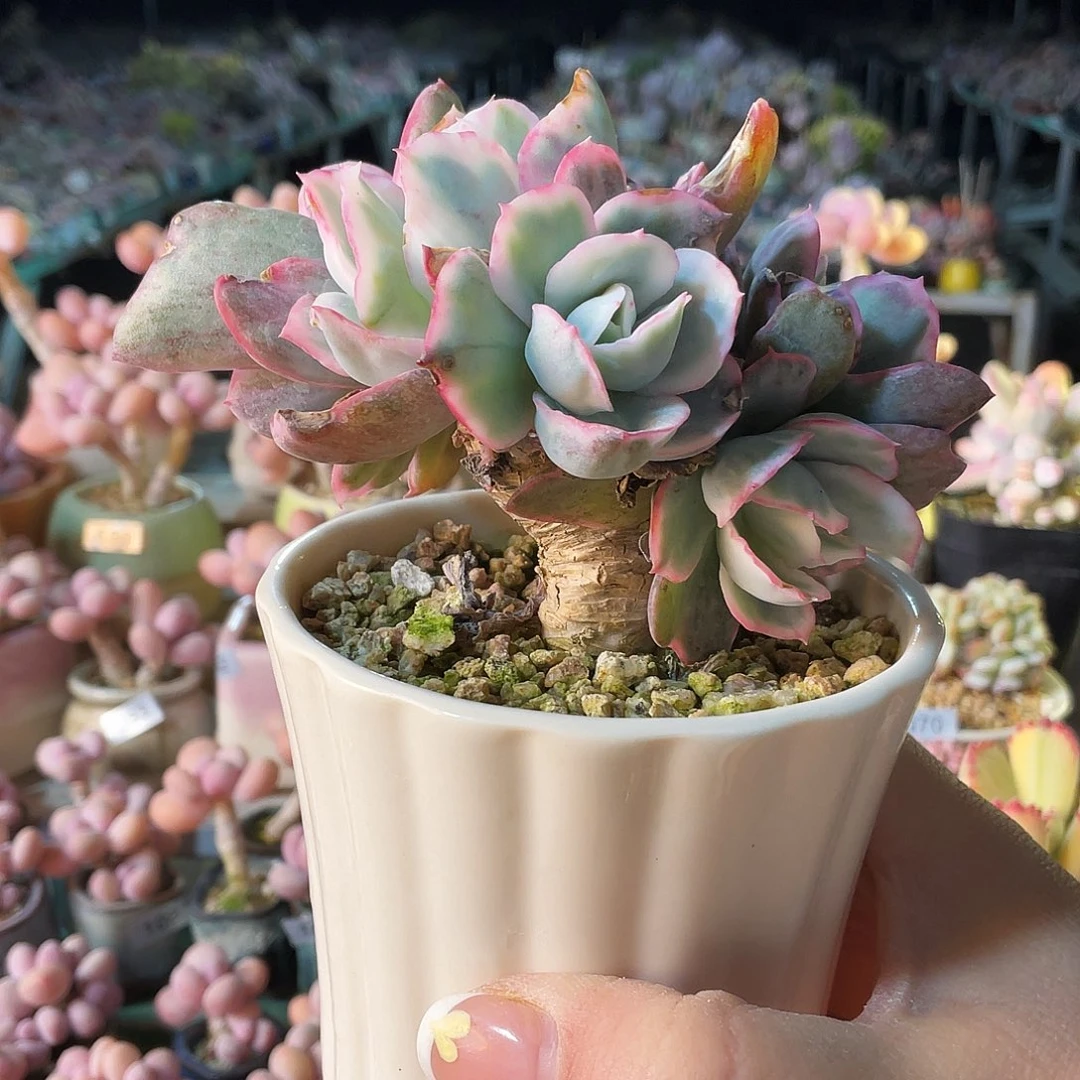 冰****8多肉植物的生长发育与生长