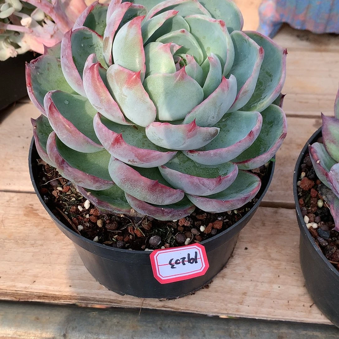 爱**菜惊鸿多肉19203