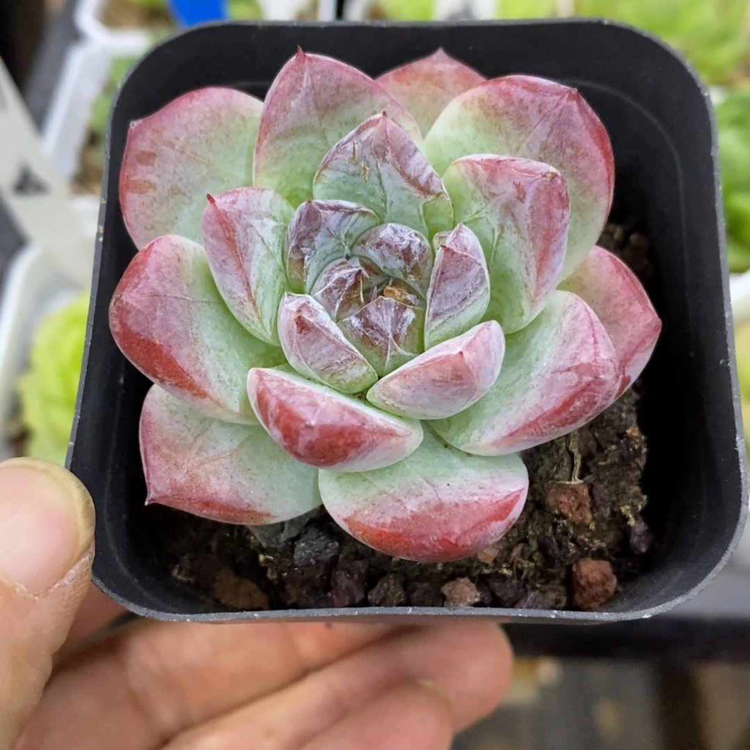 精品多肉一物一拍不包整193