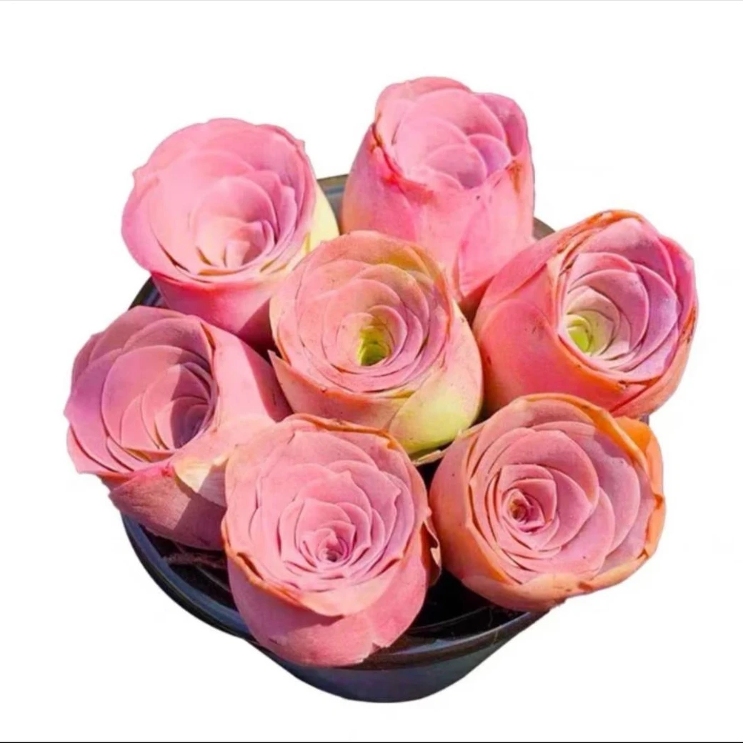 ［满15元包邮］小酒杯玫瑰多肉裸根一颗 直播间展示实物为准