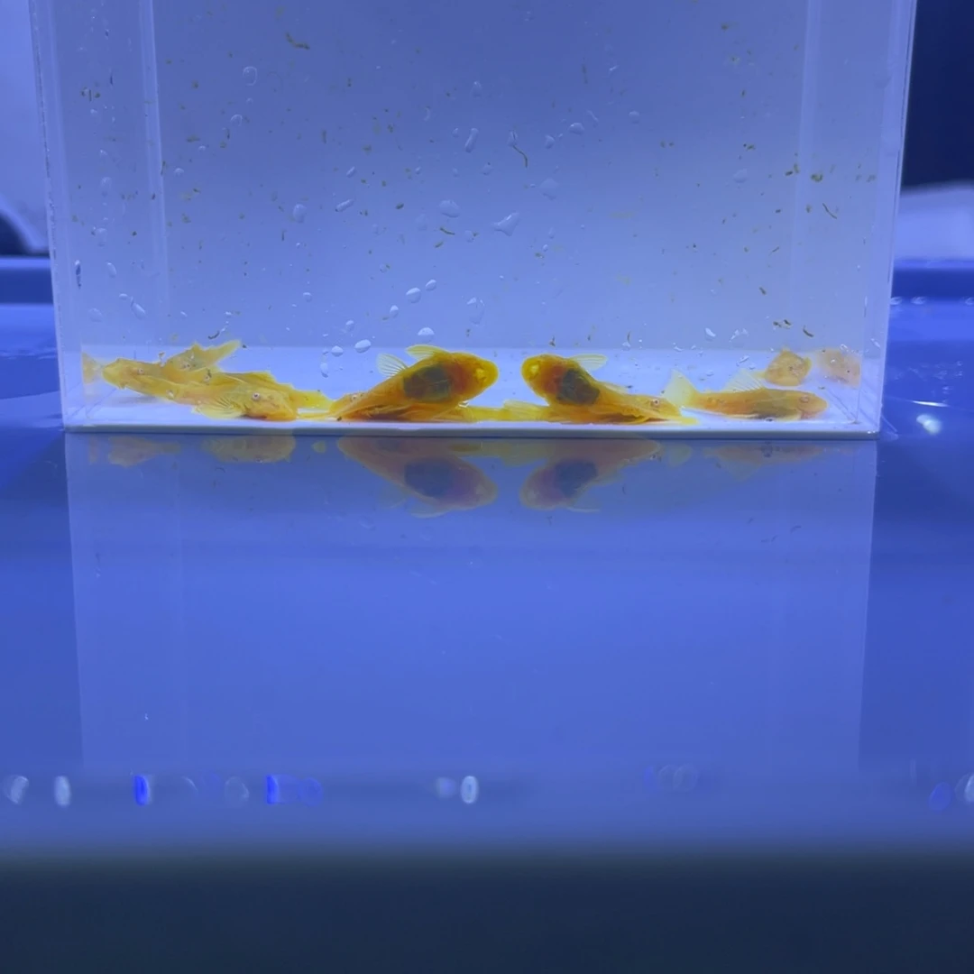 孔雀鱼胡子十条开箱视频报损