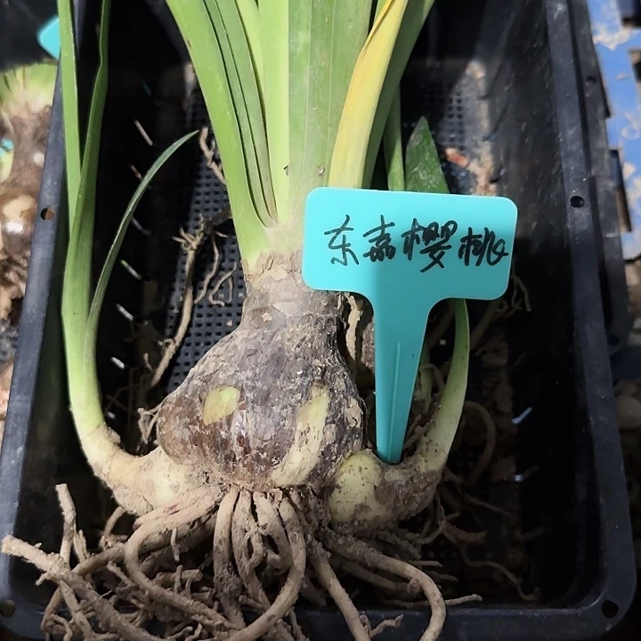 东嘉樱桃朱顶红一棵5+带侧