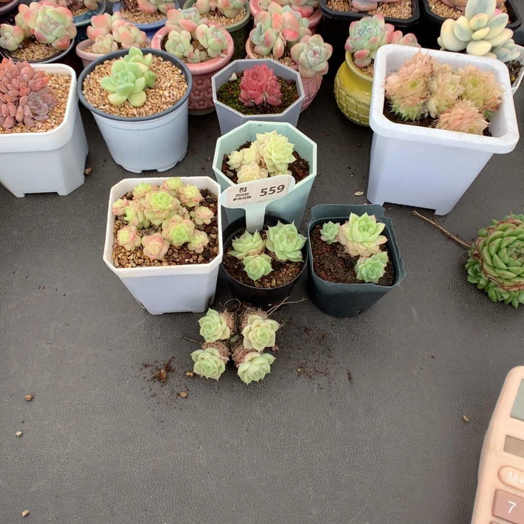 极***光559 麦杆一组多肉