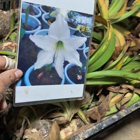 当前无花栽培后可以开花安普托6厘米裸根球