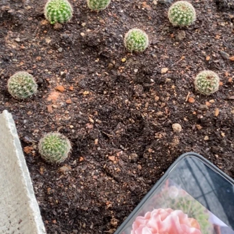 无花朵262号彩草仙人球