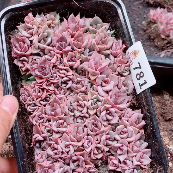 嘴***座多肉植物多肉植物