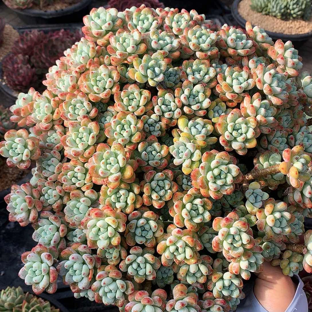 罗奇一物一拍12-70