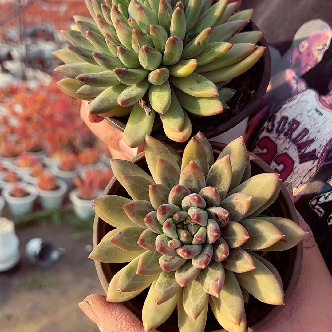 陨石（甲骨文）单头两盆