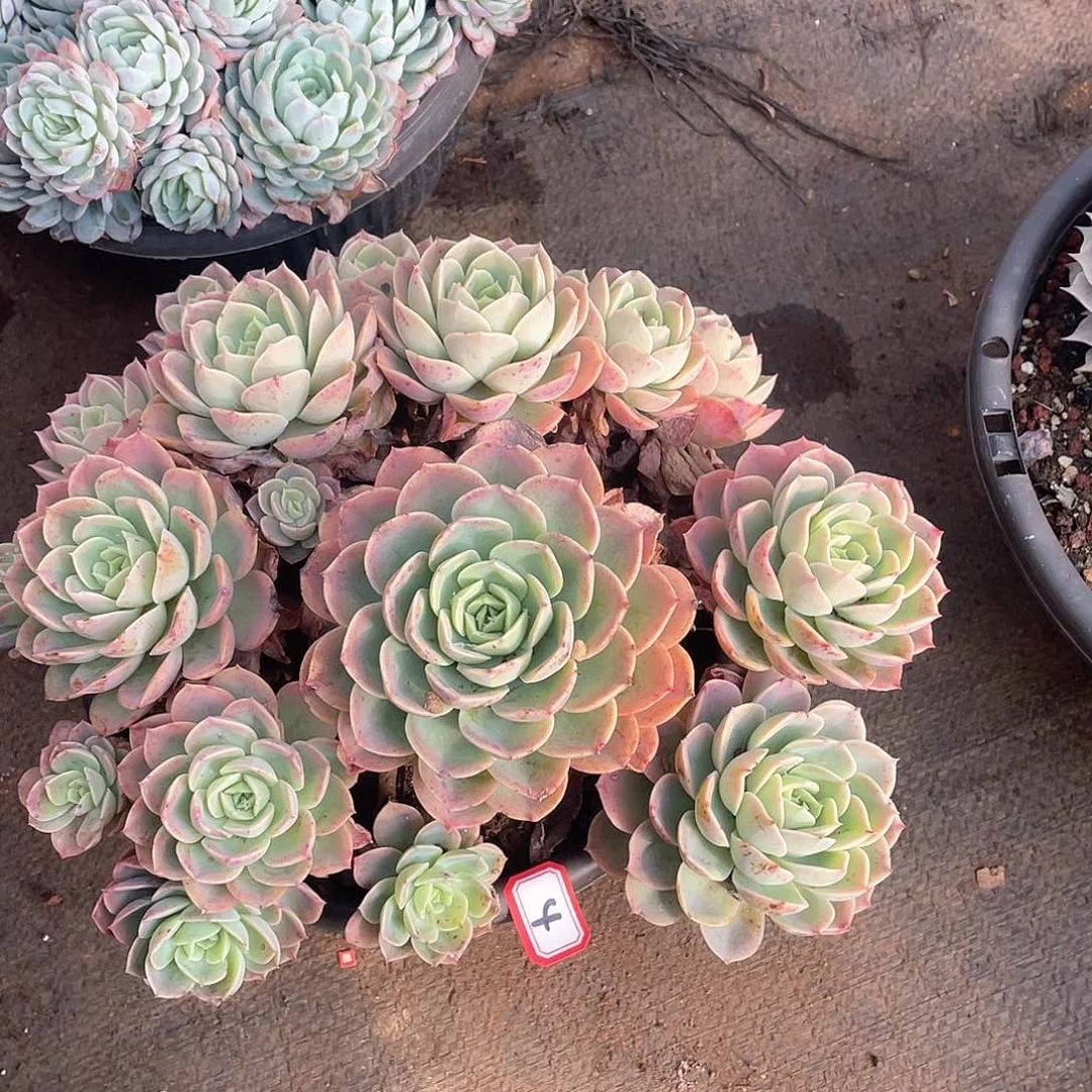 04哈密瓜 一物一拍多肉