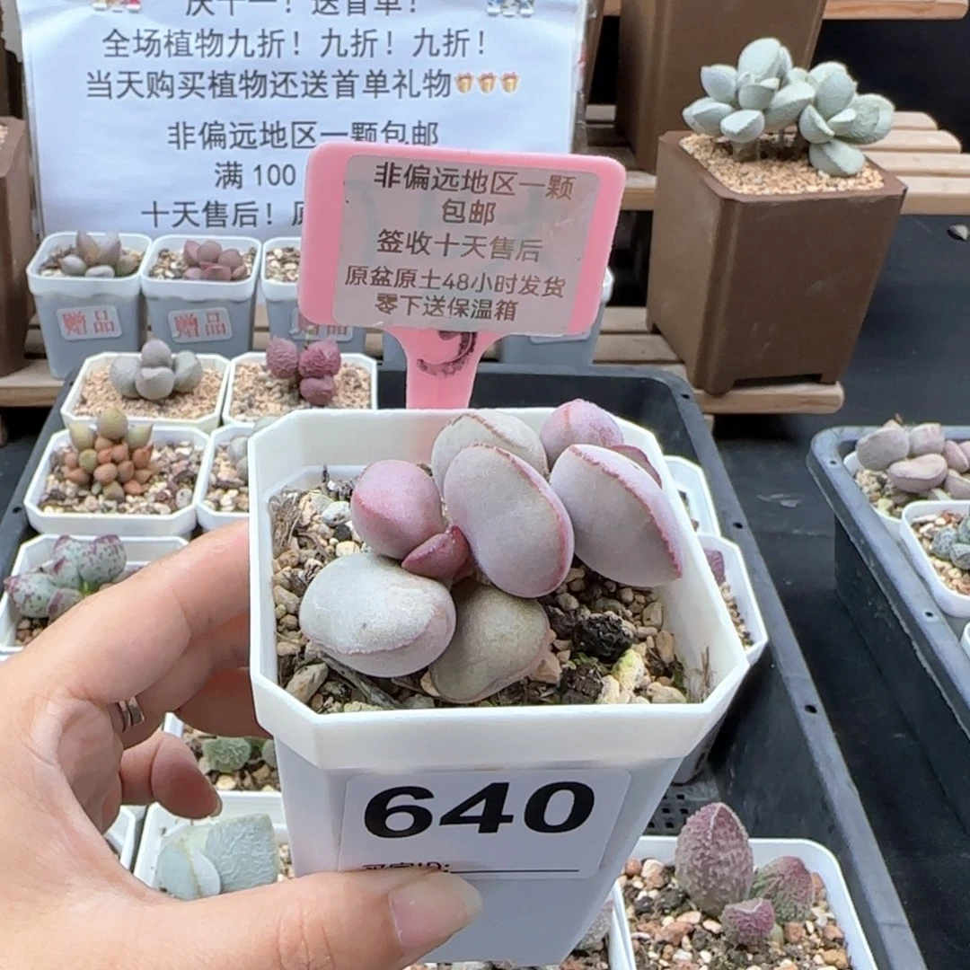 640白肌红蛋多肉植物