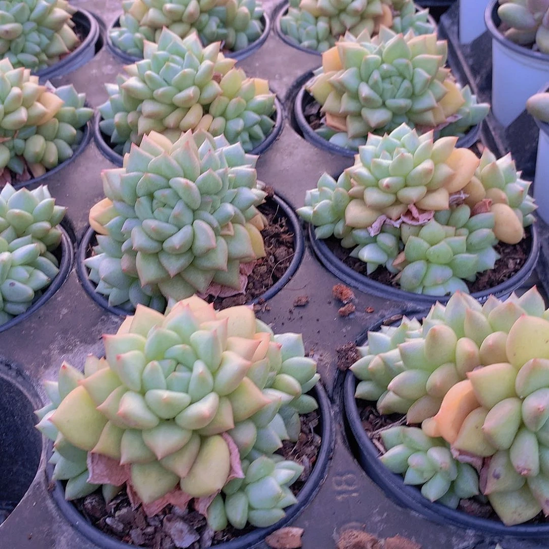 黄金象牙35678899900