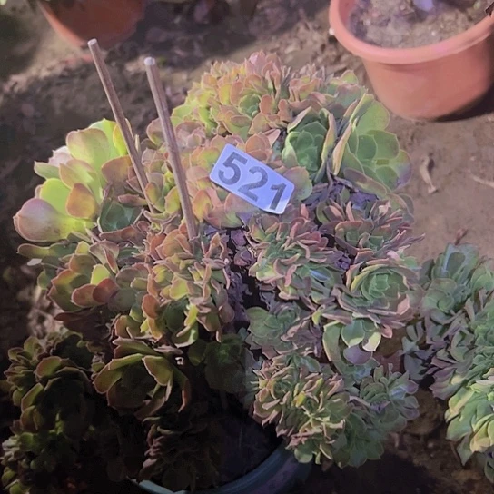 春***@多肉植物一个玫瑰