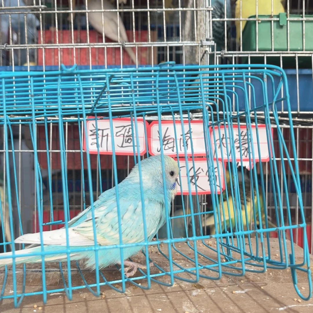 虎皮鹦鹉我的小姐姐