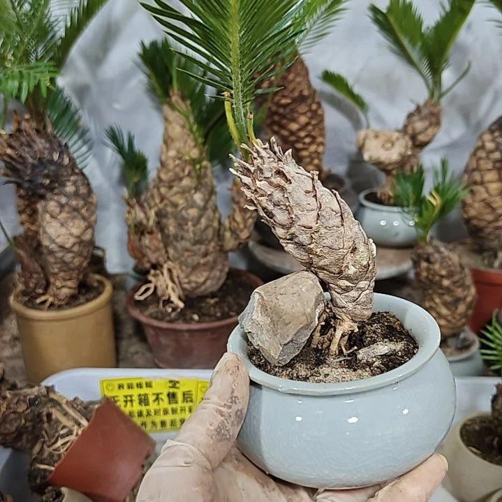 用***8无花朵白鳞铁盆景基地价