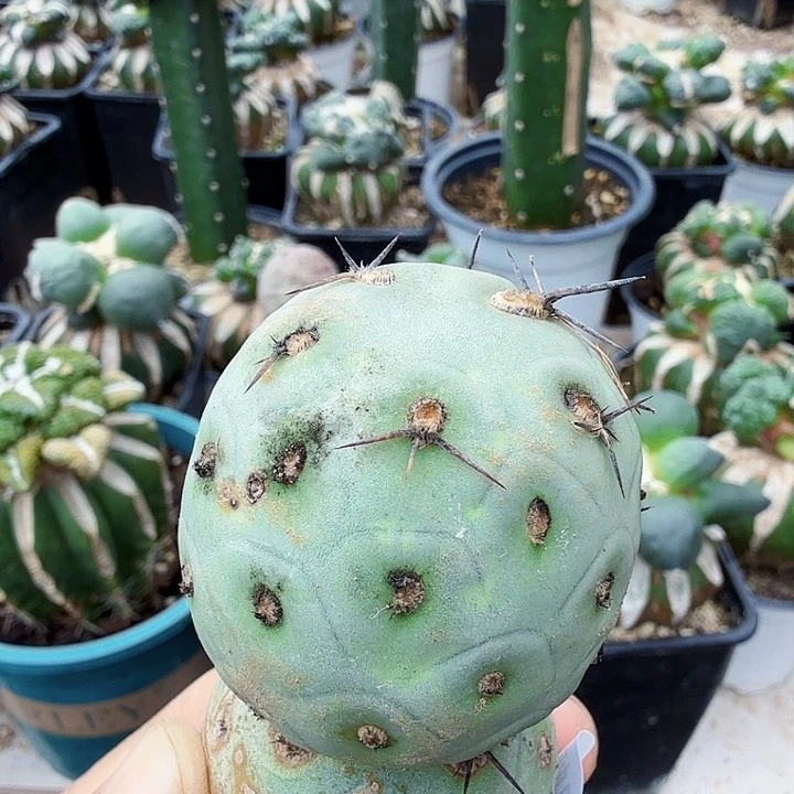 无花朵427落地白皮洞洞习