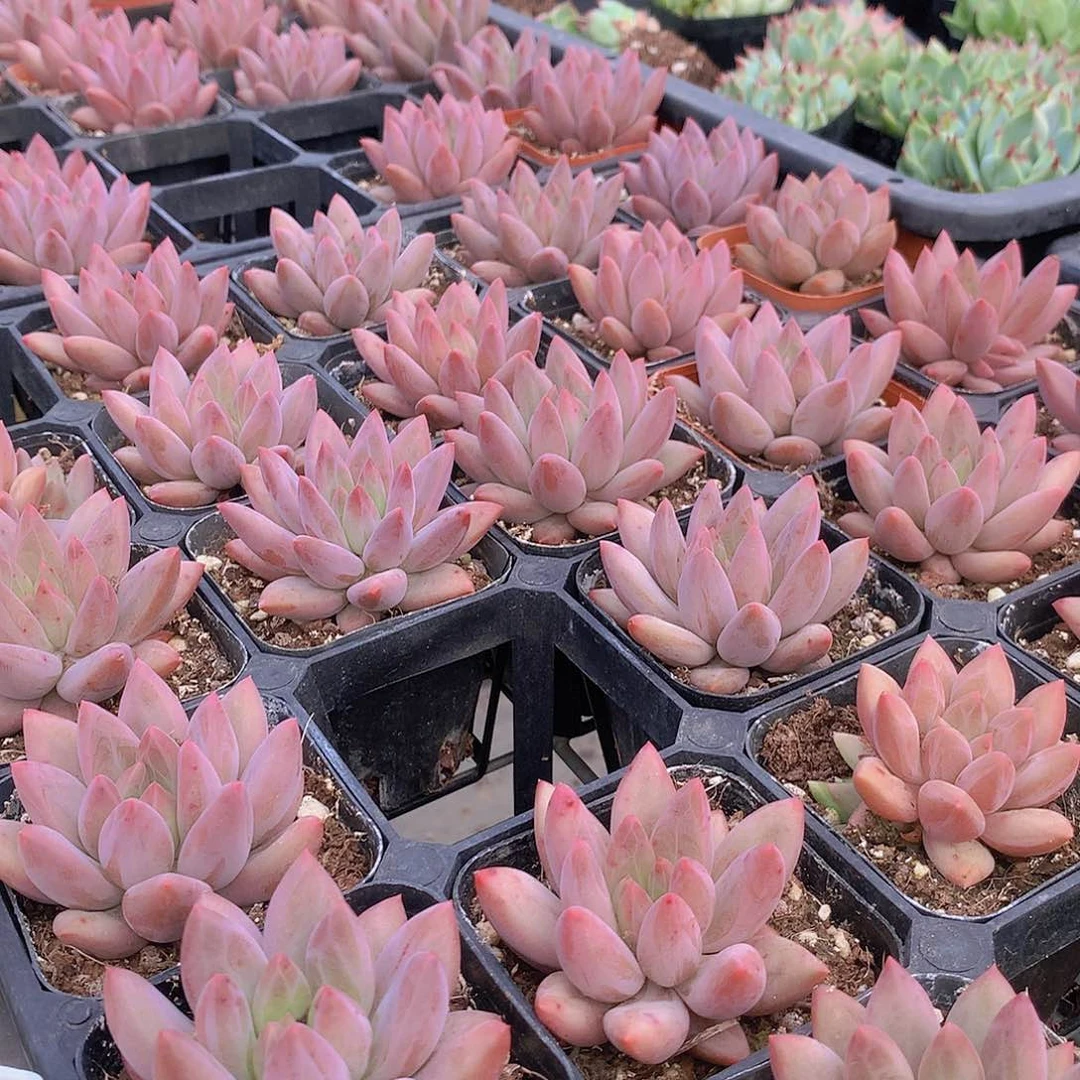 水晶球美人2盆85585555888888