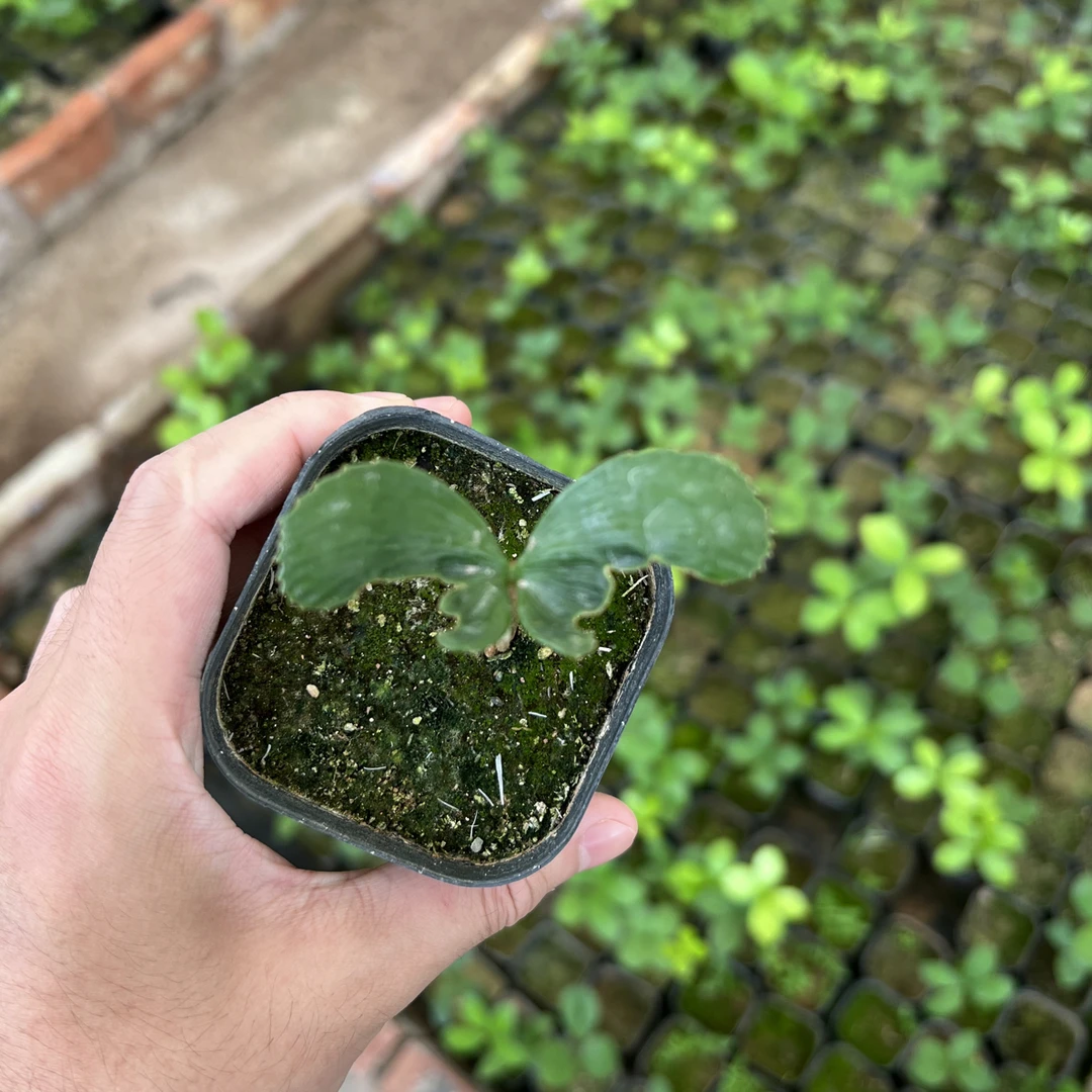 奇形怪状铁树室内办公桌绿植小盆栽