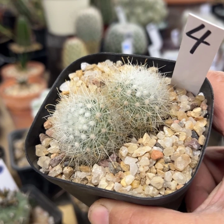 用***14号月宫殿实生双头5.7厘米