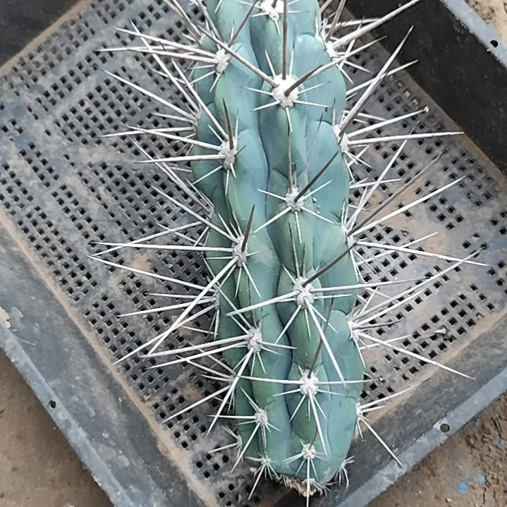 近卫柱侧芽无根硬刺