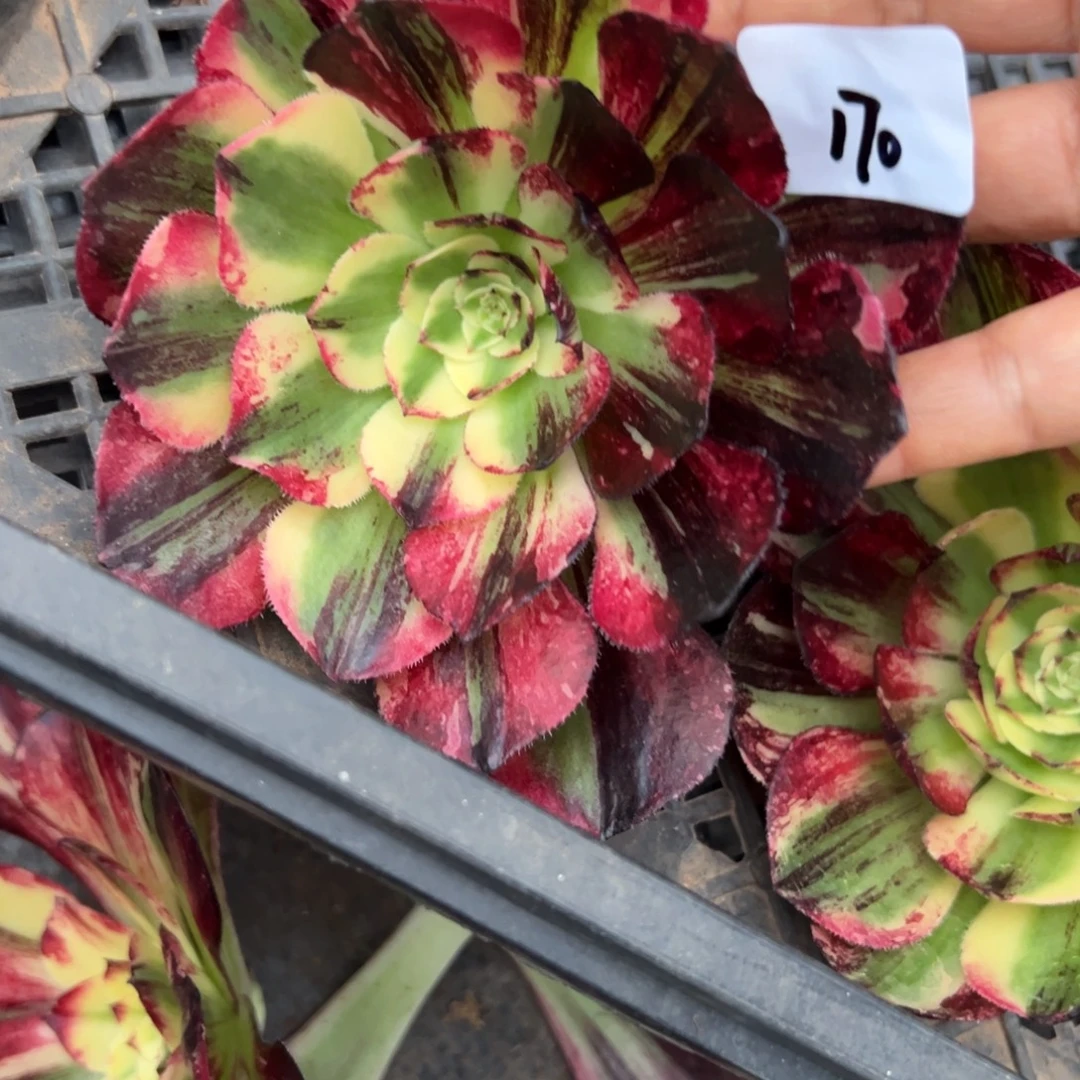 ****煜170伯爵无根duorouyiz