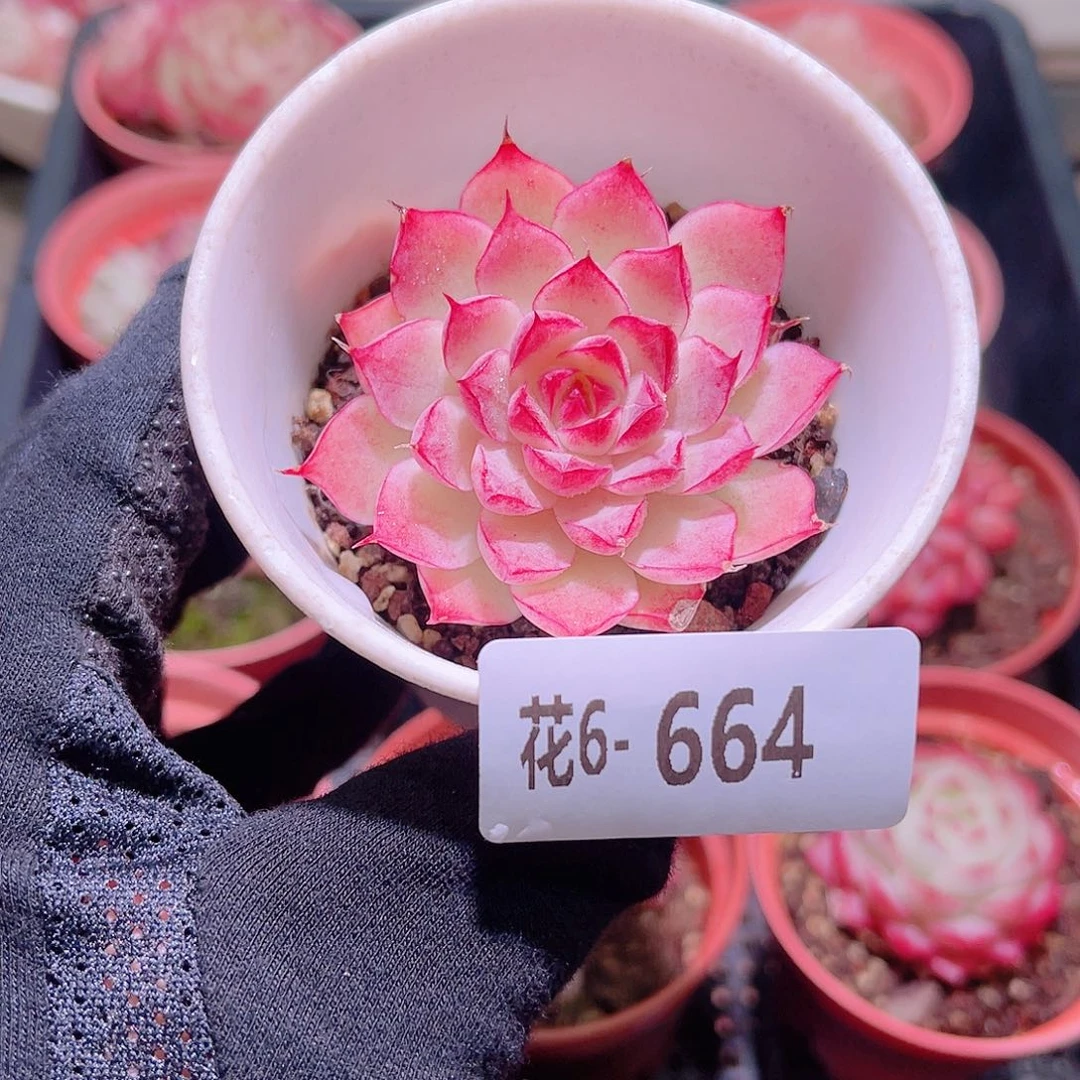 花利美6-664女王