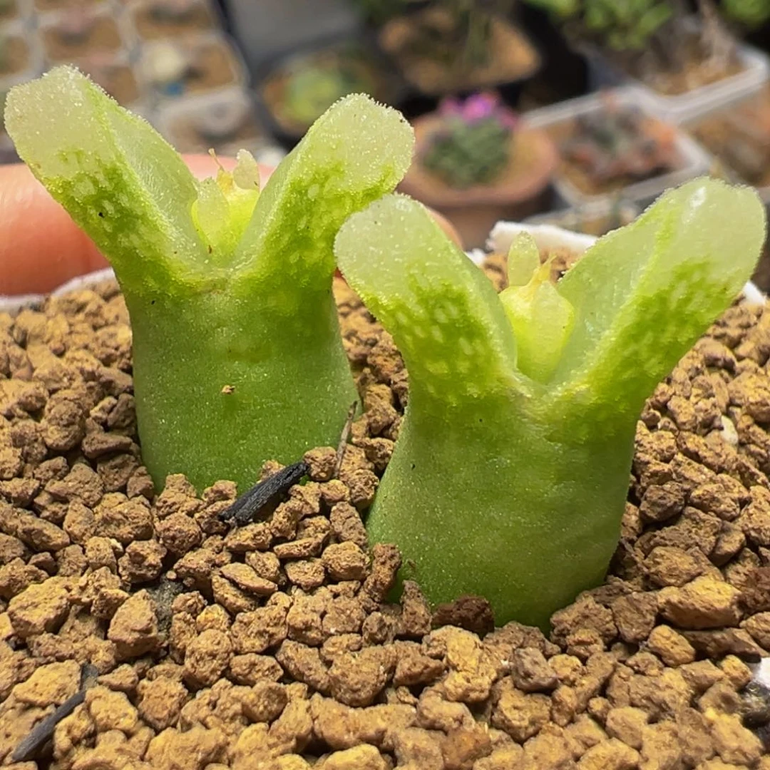 冰奶瓶多肉植物百科