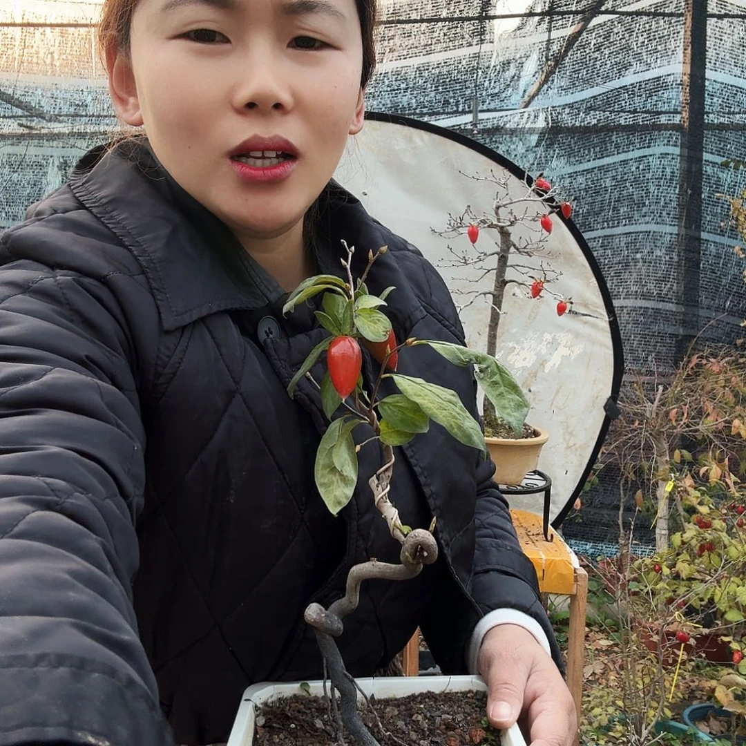 雲***展完全开放老鸭柿子