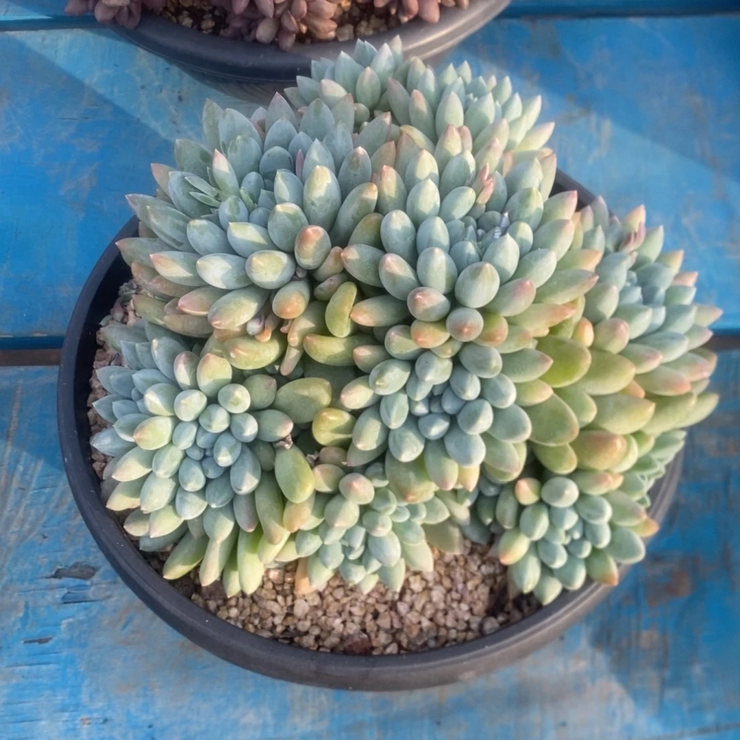 奶糖。