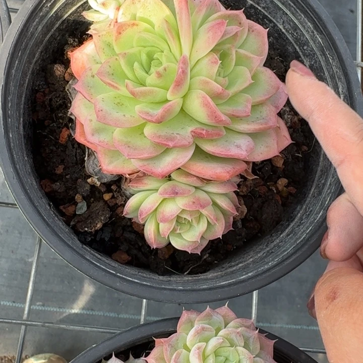 不知名多肉植物绿植