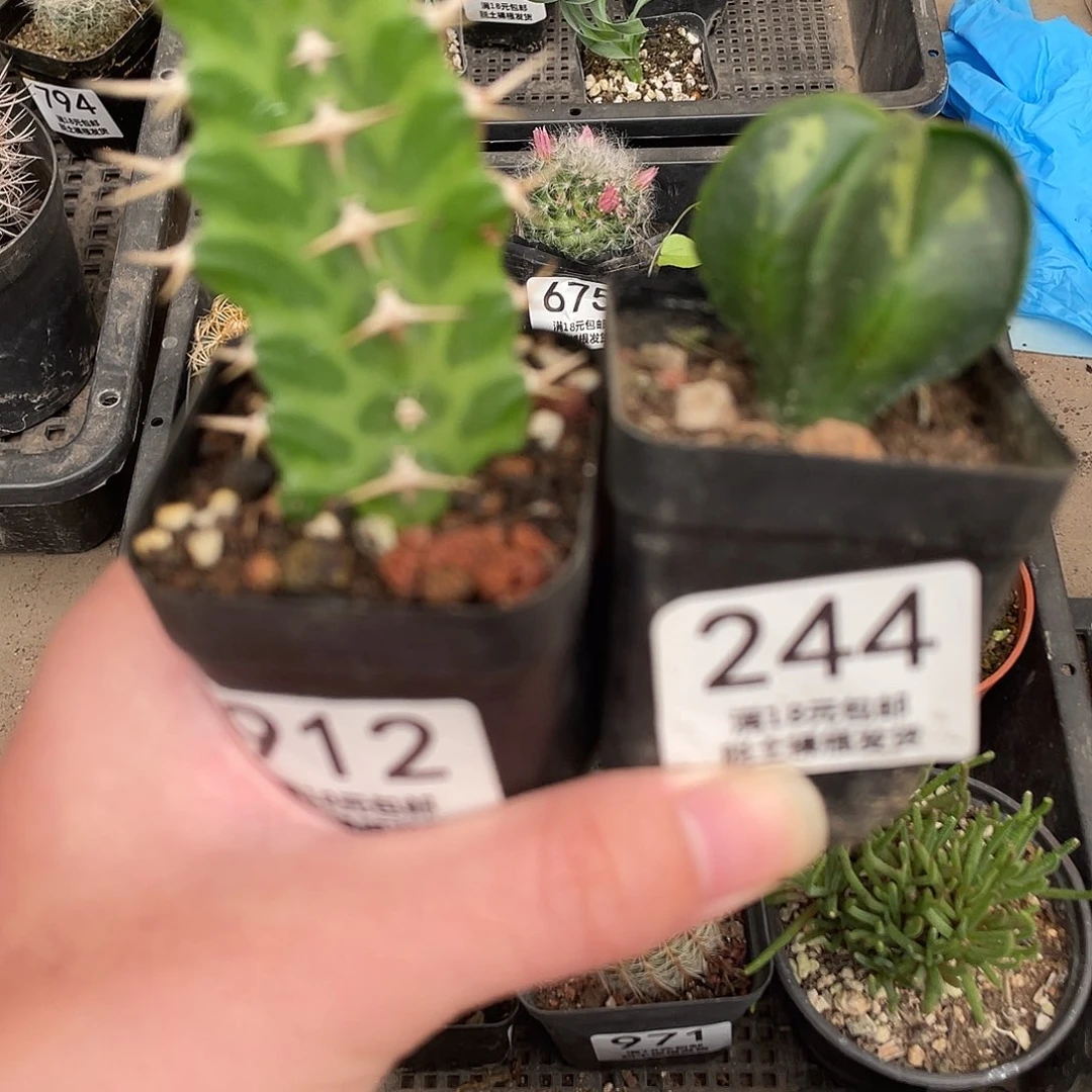 小***陈912/244（满18包邮）